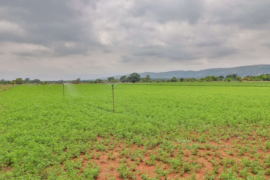 0 Bedroom Property for Sale in Kameeldrift West Gauteng