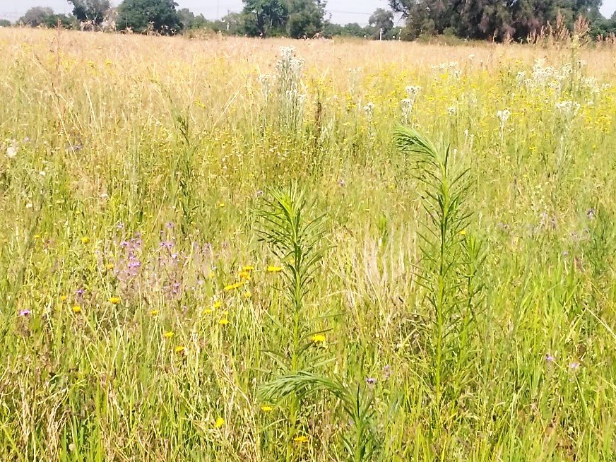 Commercial Property for Sale in Kookrus Gauteng