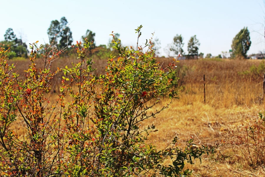 5 Bedroom Property for Sale in Rooiwal A H Gauteng