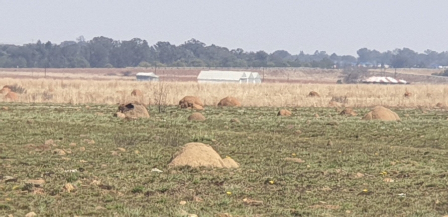 Commercial Property for Sale in Witkop Gauteng