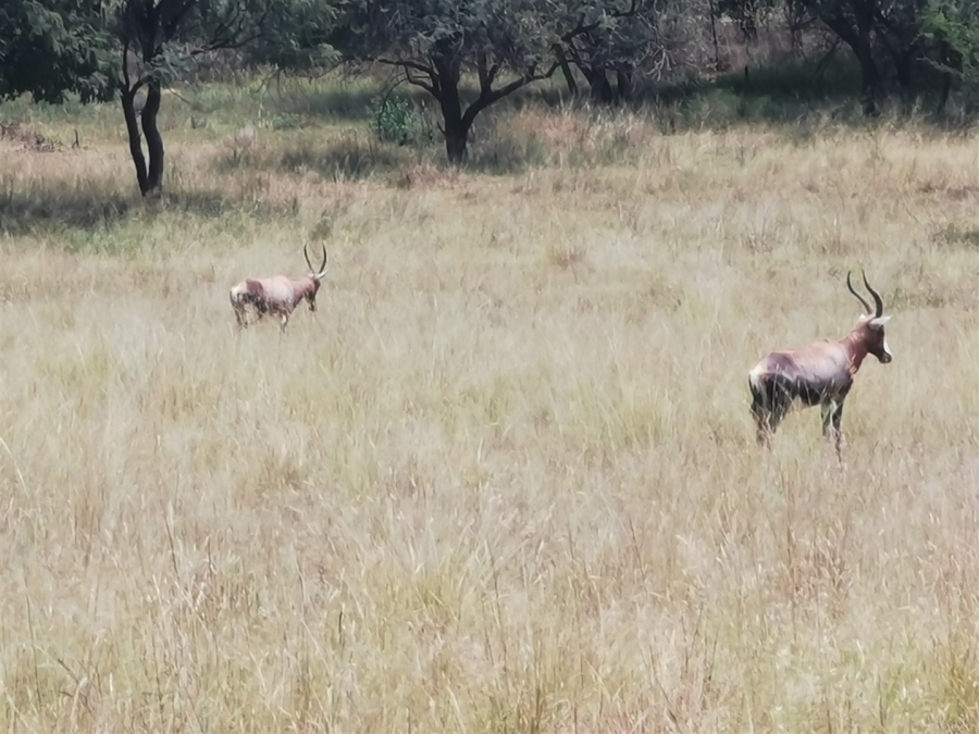 7 Bedroom Property for Sale in Patryshoek A H Gauteng