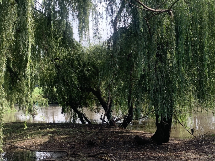 0 Bedroom Property for Sale in Witkop Gauteng