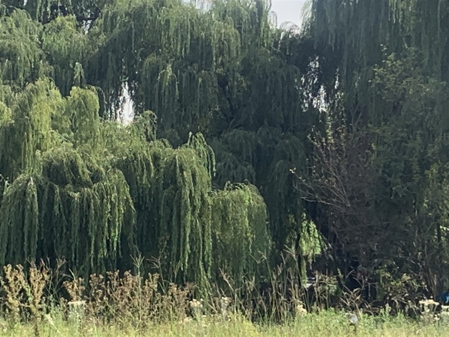 0 Bedroom Property for Sale in Witkop Gauteng