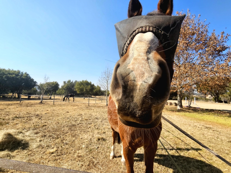 3 Bedroom Property for Sale in Knoppieslaagte Gauteng