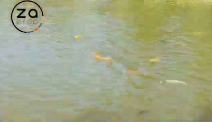 6 Bedroom Property for Sale in Walkerville Gauteng