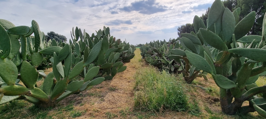 3 Bedroom Property for Sale in Mooilande Gauteng