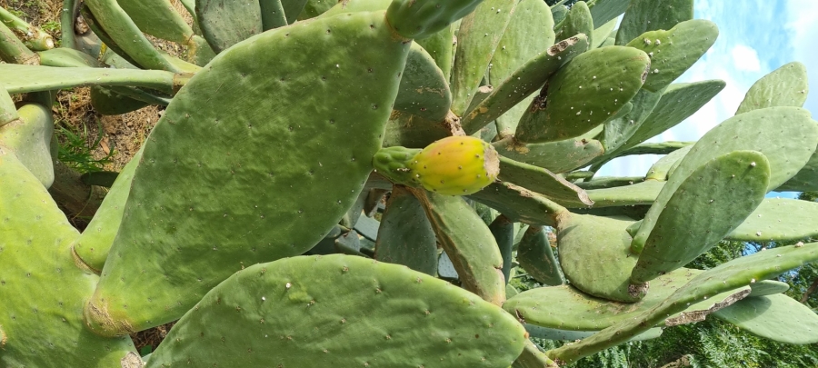 3 Bedroom Property for Sale in Mooilande Gauteng