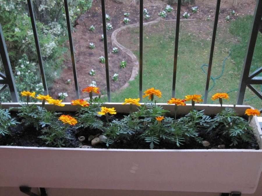 To Let 1 Bedroom Property for Rent in Morningside Gauteng