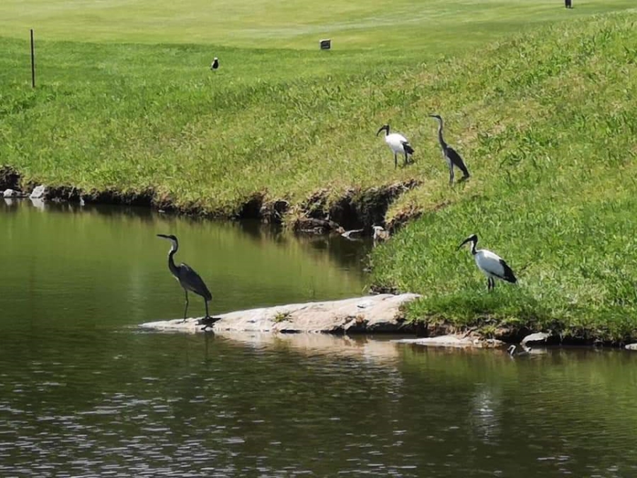 To Let 2 Bedroom Property for Rent in Jackal Creek Golf Estate Gauteng