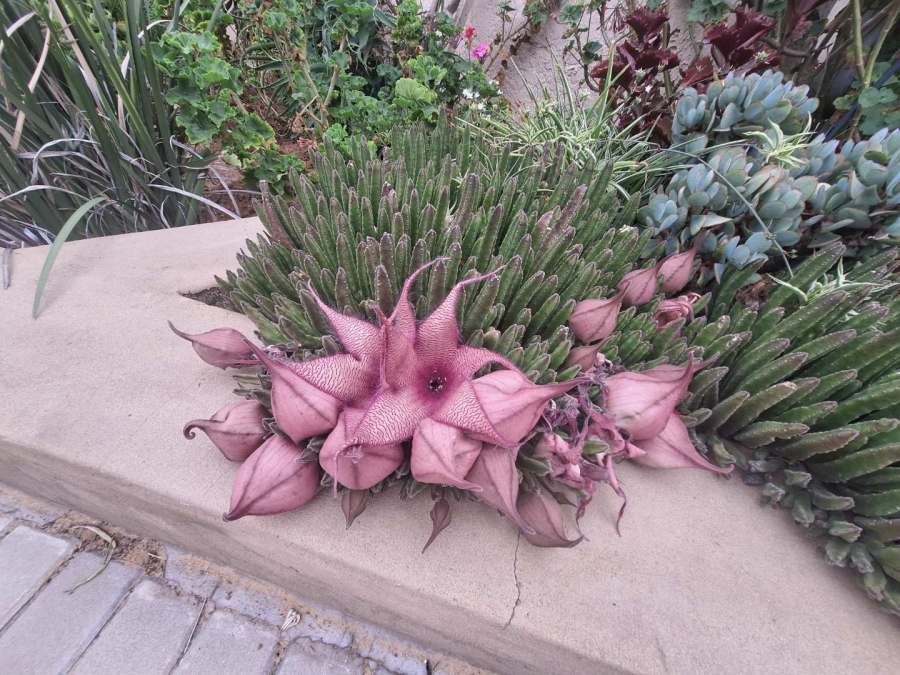 5 Bedroom Property for Sale in Farrar Park Gauteng