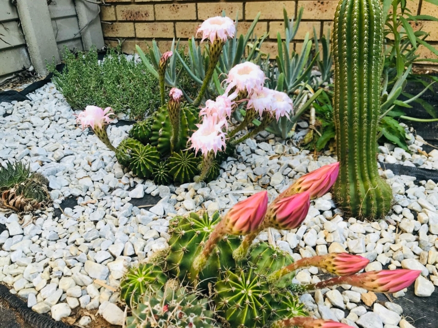 To Let 2 Bedroom Property for Rent in Faerie Glen Gauteng
