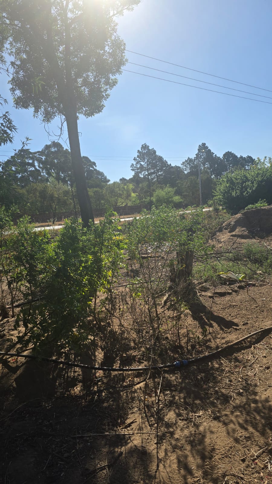 Commercial Property for Sale in President Park Gauteng