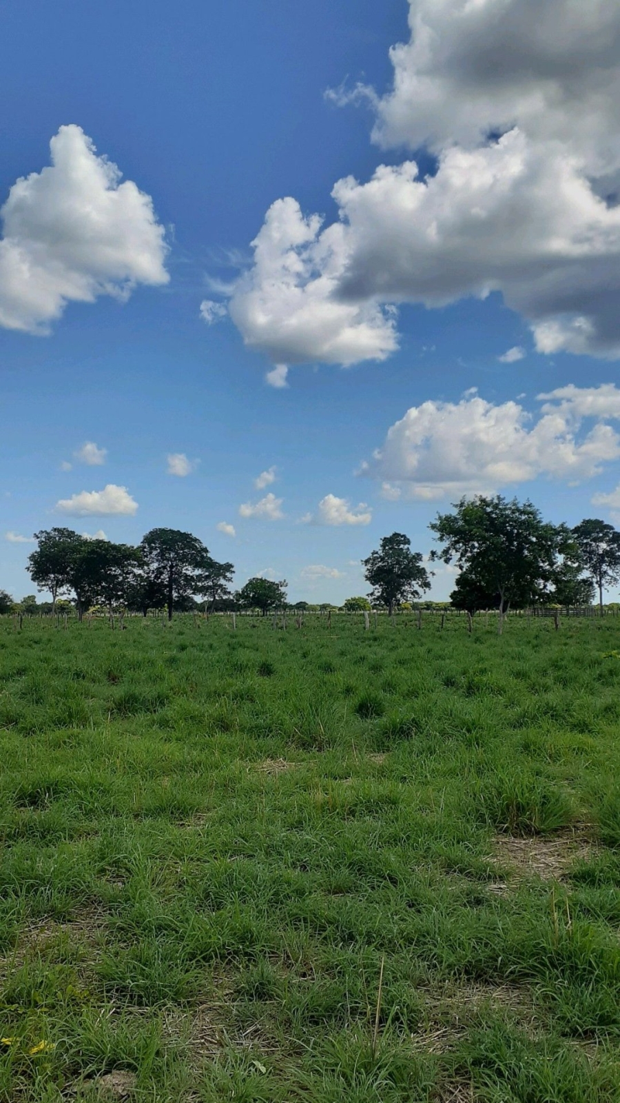 Commercial Property for Sale in Houghton Estate Gauteng