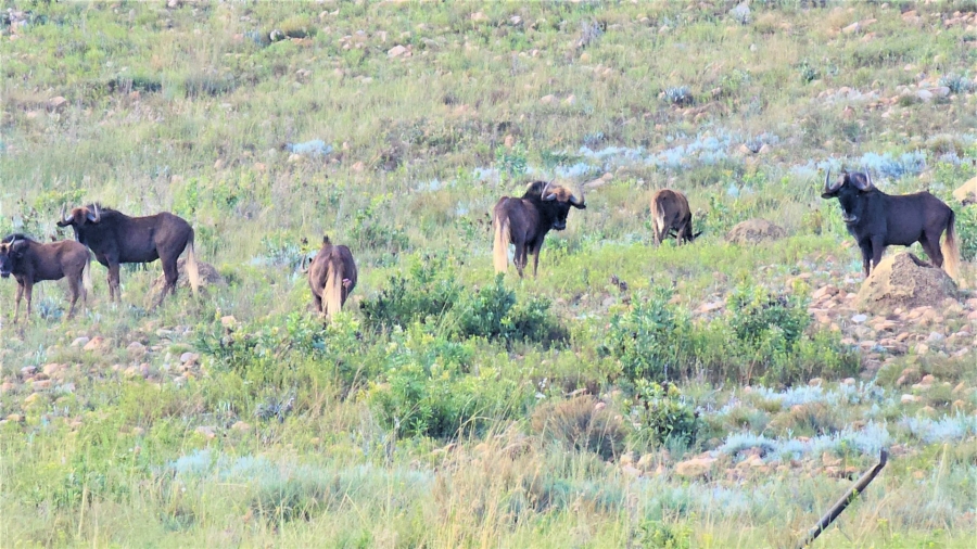 4 Bedroom Property for Sale in Kleinfontein A H Gauteng