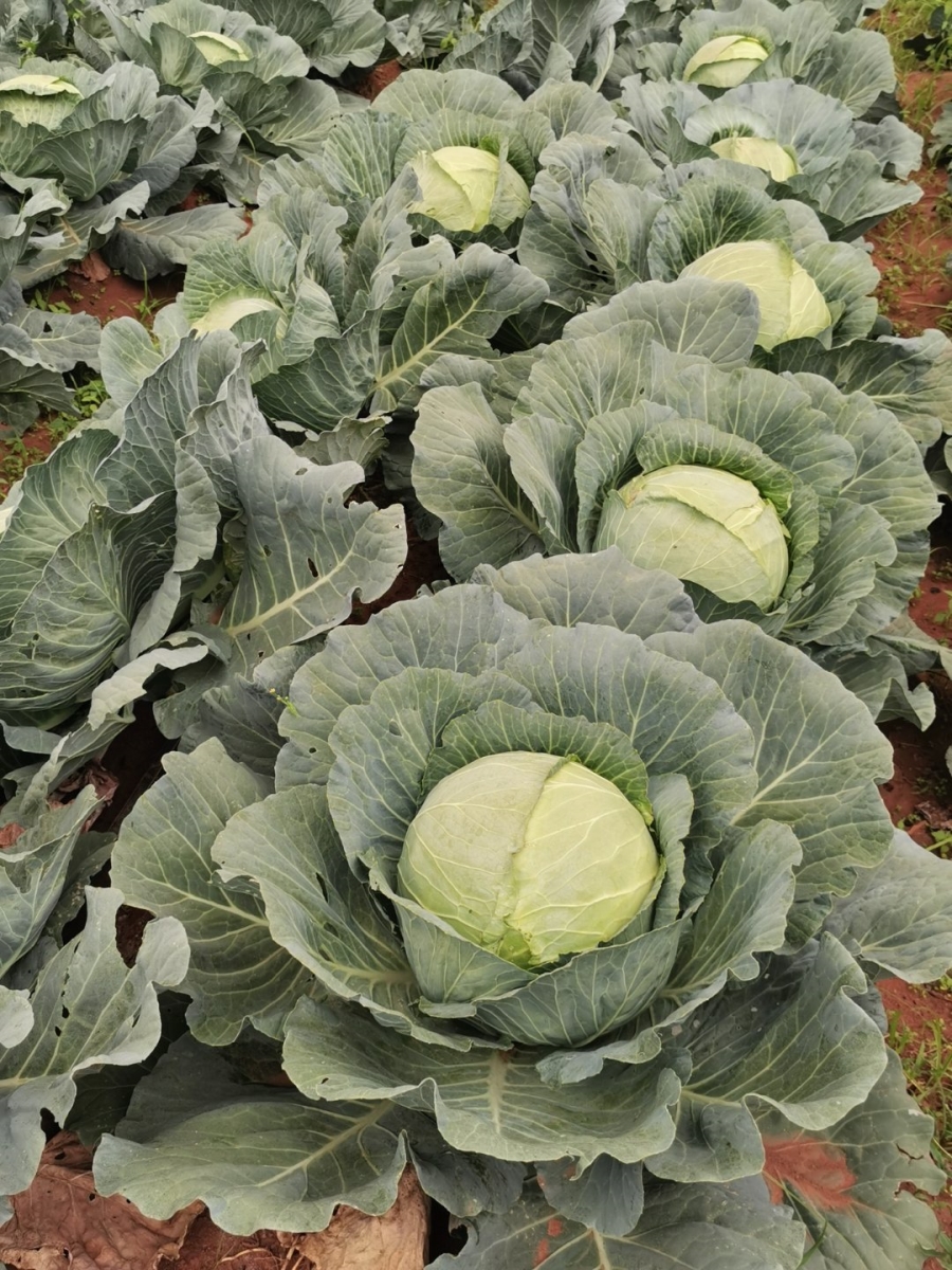 Commercial Property for Sale in Cullinan Rural Gauteng