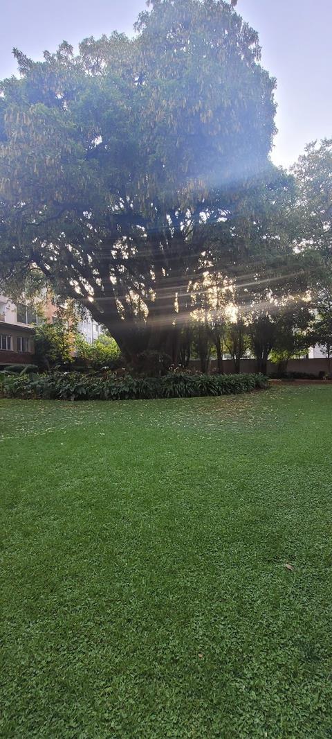 To Let 2 Bedroom Property for Rent in Illovo Gauteng