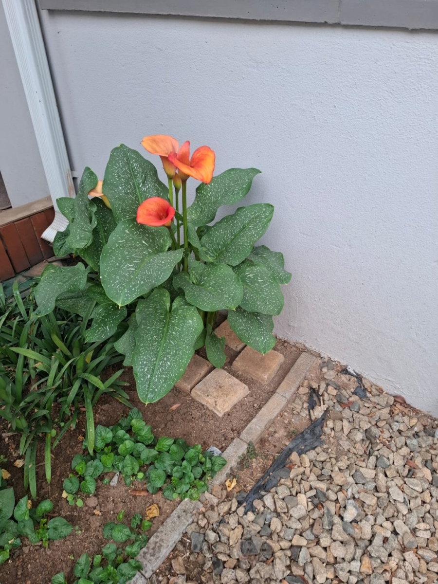 1 Bedroom Property for Sale in Terenure Gauteng