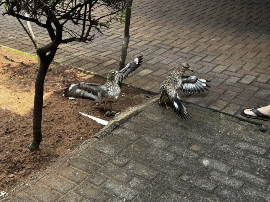 4 Bedroom Property for Sale in Birchleigh Gauteng