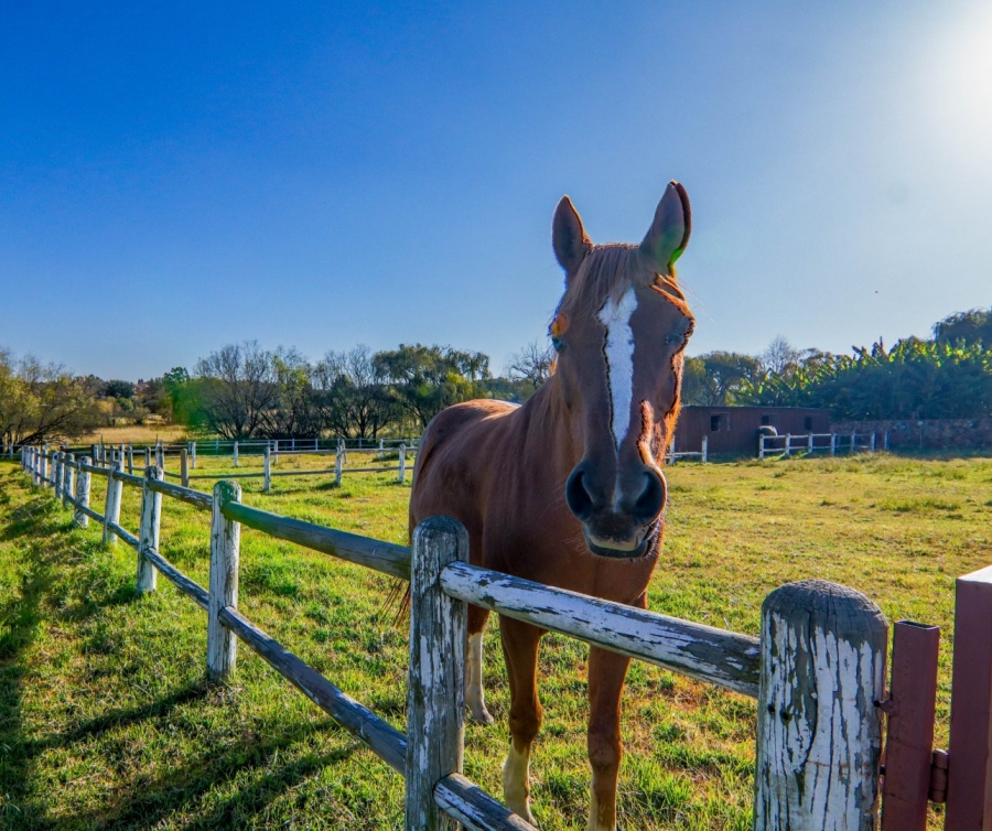 4 Bedroom Property for Sale in Randjesfontein A H Gauteng