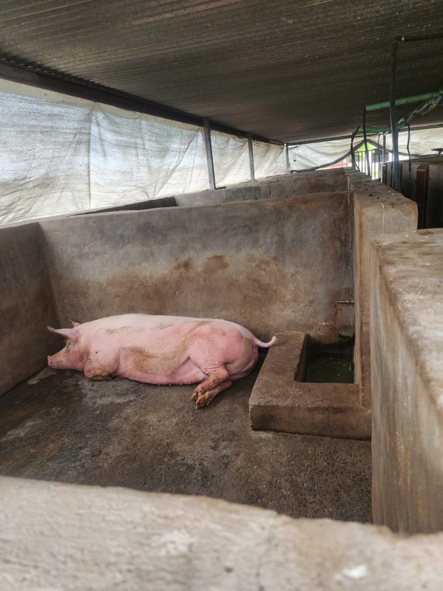 2 Bedroom Property for Sale in Kromdraai Gauteng