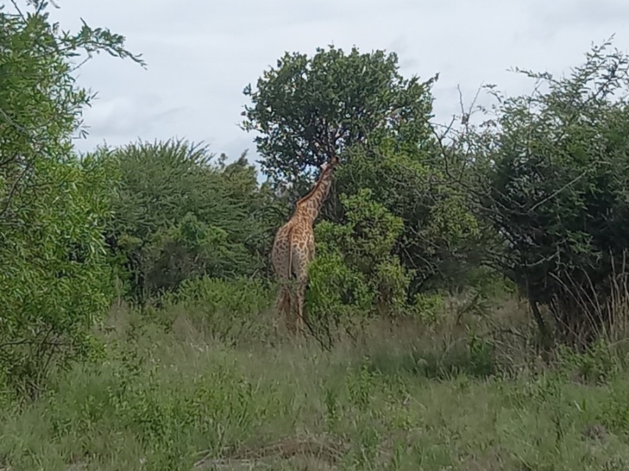 Commercial Property for Sale in Dinokeng Game Reserve Gauteng