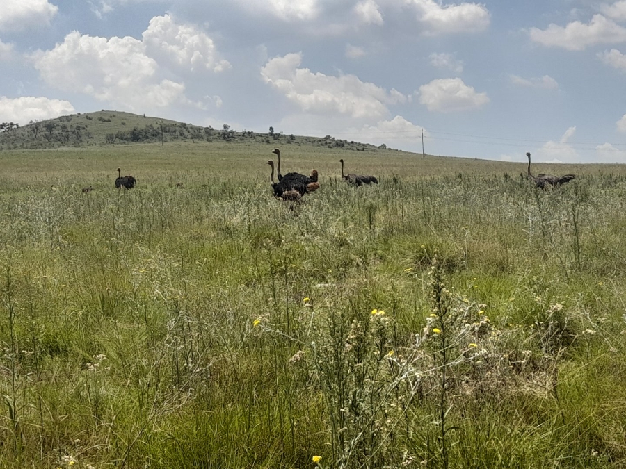  Bedroom Property for Sale in Vlakfontein Gauteng