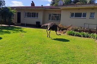 To Let  Bedroom Property for Rent in Beckedan Gauteng