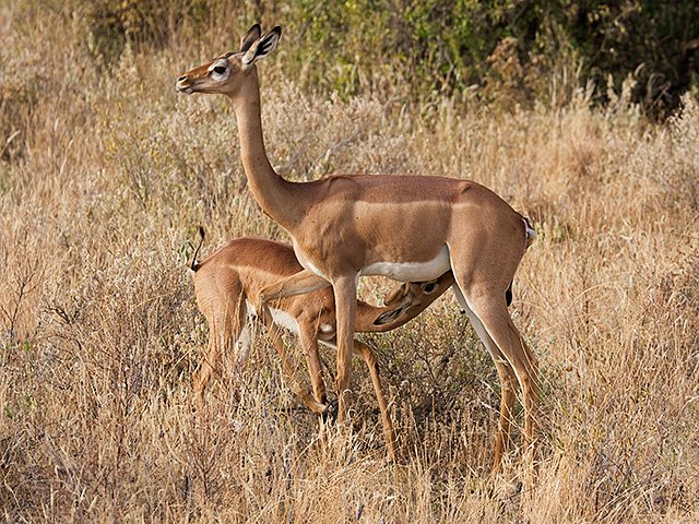 Commercial Property for Sale in Vaal Marina Gauteng