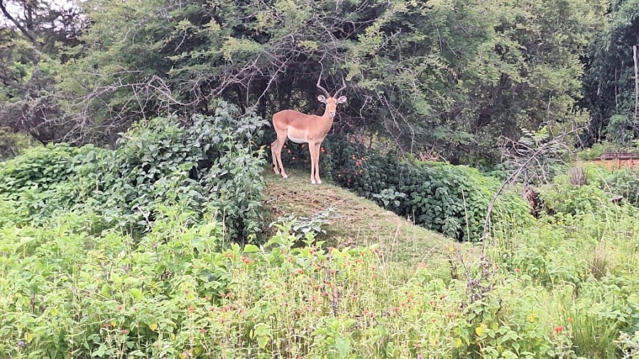  Bedroom Property for Sale in Roodepark Eco Estate Gauteng