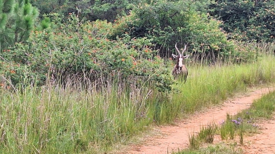  Bedroom Property for Sale in Roodepark Eco Estate Gauteng