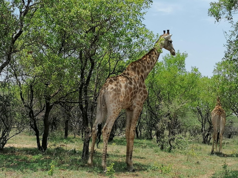  Bedroom Property for Sale in Dinokeng Game Reserve Gauteng