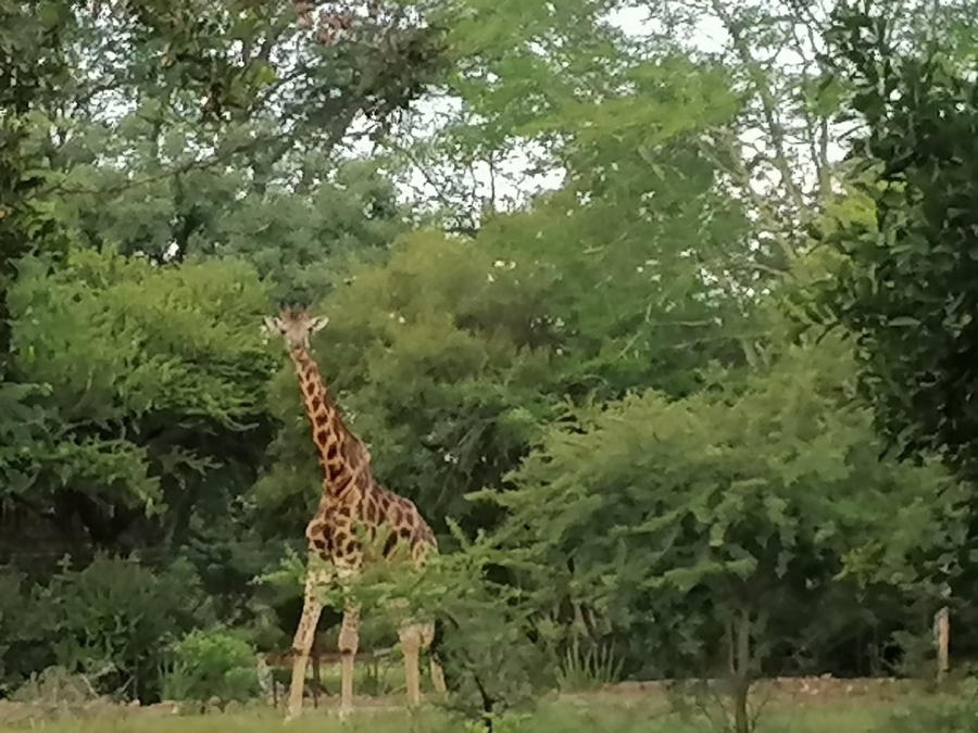  Bedroom Property for Sale in Dinokeng Game Reserve Gauteng