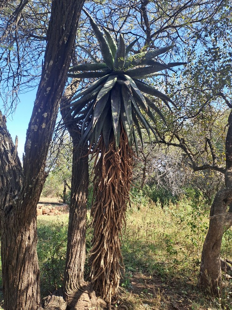  Bedroom Property for Sale in Dinokeng Game Reserve Gauteng