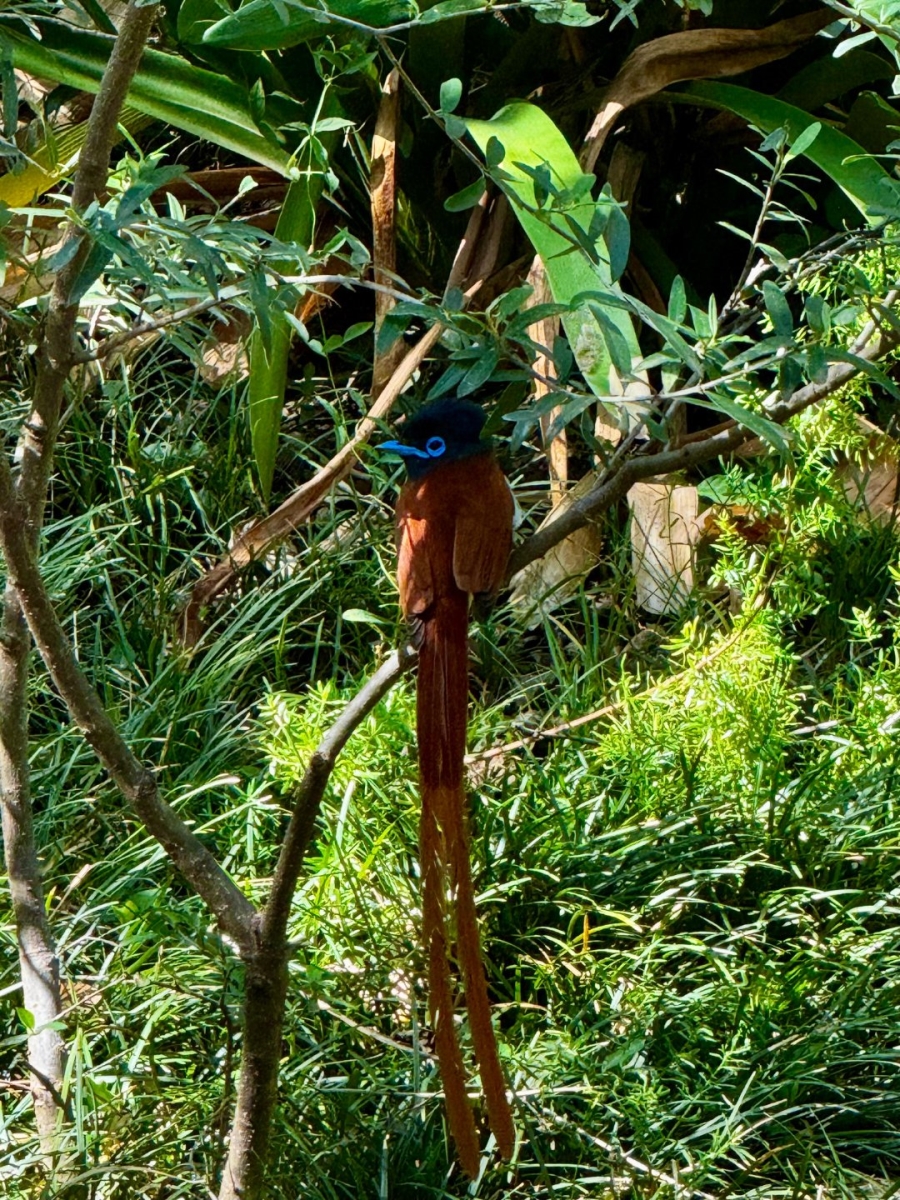 3 Bedroom Property for Sale in Rietondale Gauteng