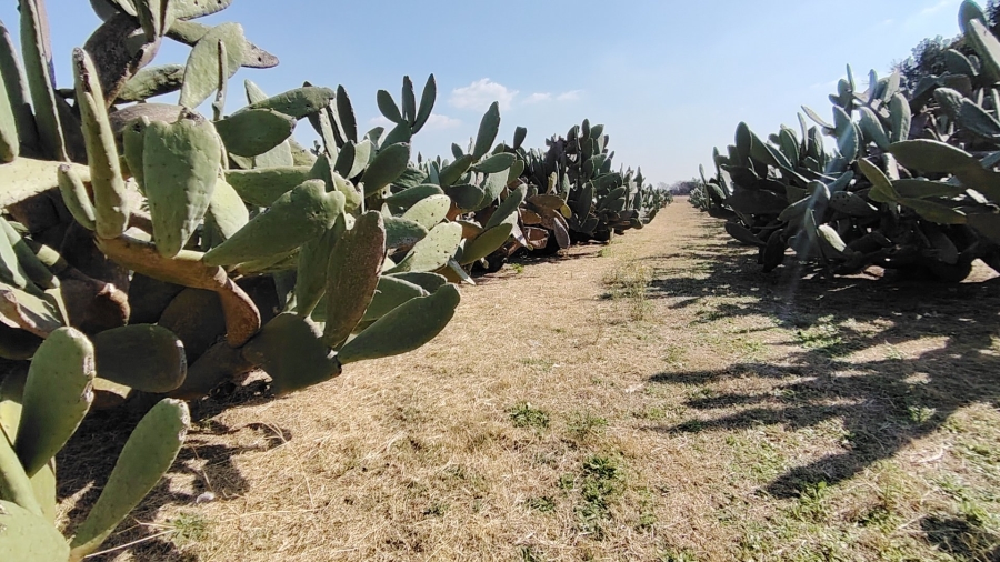 4 Bedroom Property for Sale in Mooilande Gauteng