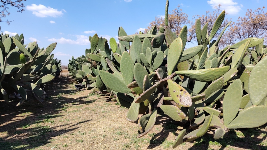 4 Bedroom Property for Sale in Mooilande Gauteng