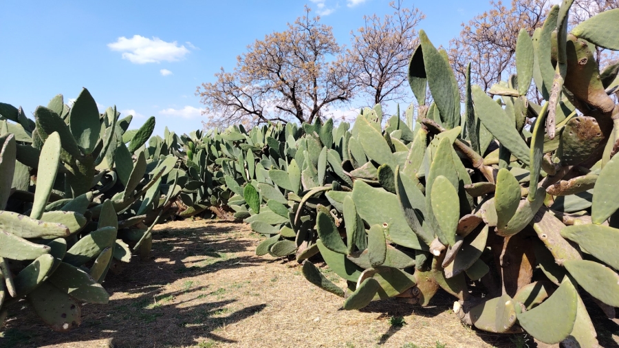 4 Bedroom Property for Sale in Mooilande Gauteng