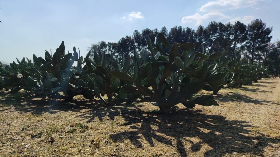 4 Bedroom Property for Sale in Mooilande Gauteng