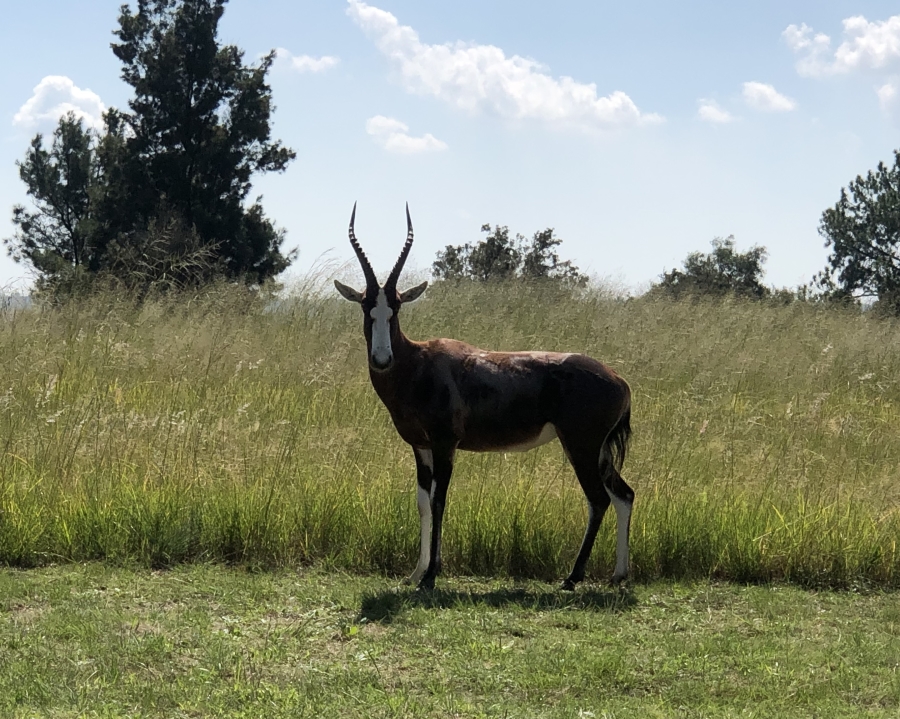 5 Bedroom Property for Sale in Kyalami Ah Gauteng