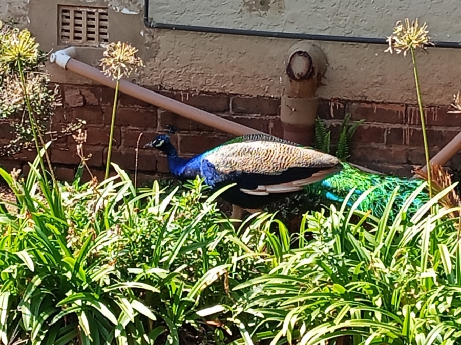 To Let 2 Bedroom Property for Rent in Beckedan Gauteng