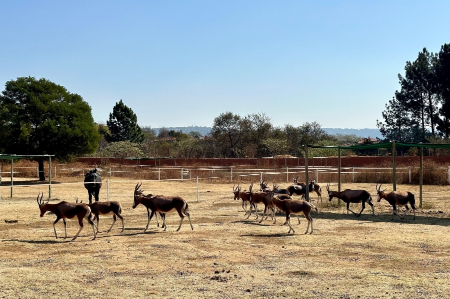4 Bedroom Property for Sale in Mooikloof Equestrian Estate Gauteng