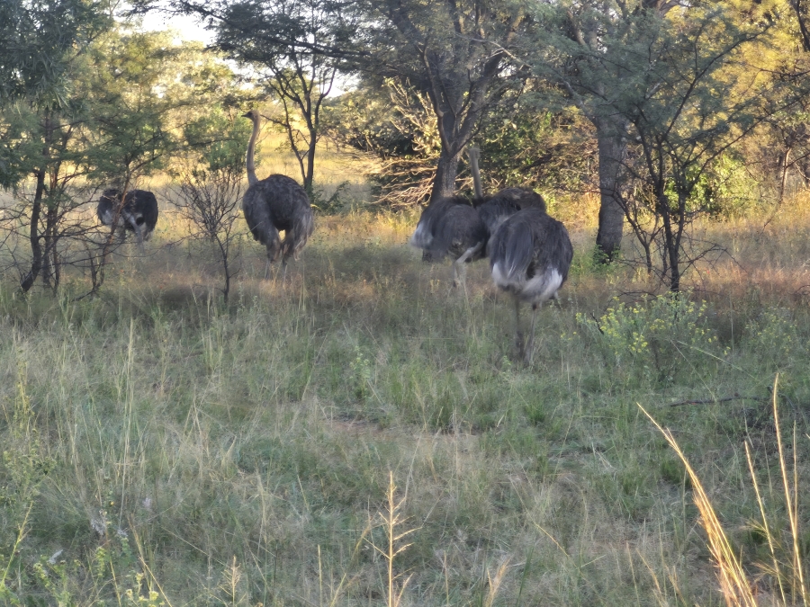 8 Bedroom Property for Sale in Cullinan Rural Gauteng