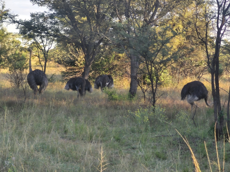8 Bedroom Property for Sale in Cullinan Rural Gauteng