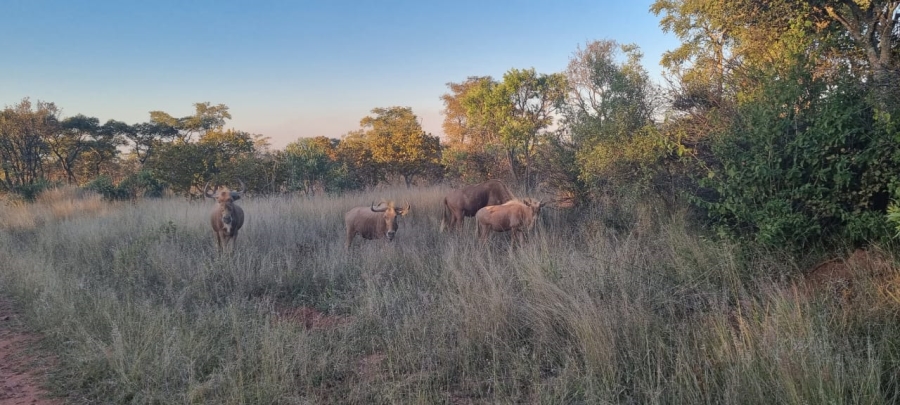 8 Bedroom Property for Sale in Cullinan Rural Gauteng