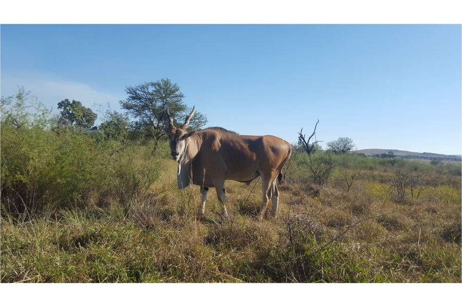 0 Bedroom Property for Sale in Letamo Game Farm Gauteng