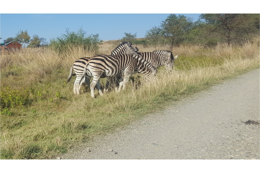 0 Bedroom Property for Sale in Letamo Game Farm Gauteng