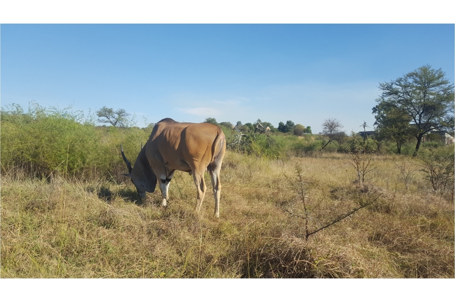 0 Bedroom Property for Sale in Letamo Game Farm Gauteng