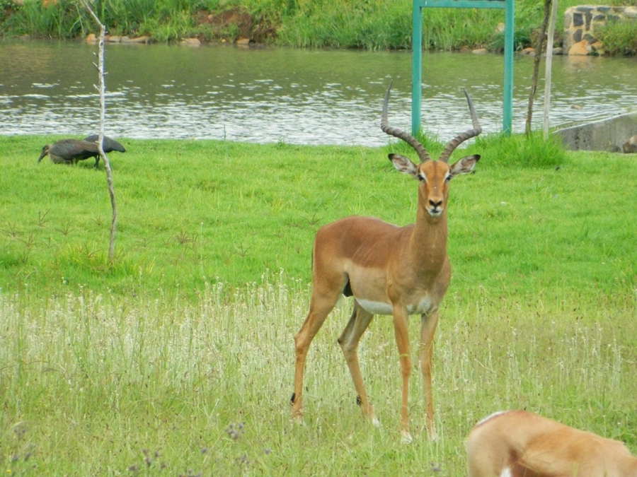 To Let 2 Bedroom Property for Rent in Silver Lakes Golf Estate Gauteng
