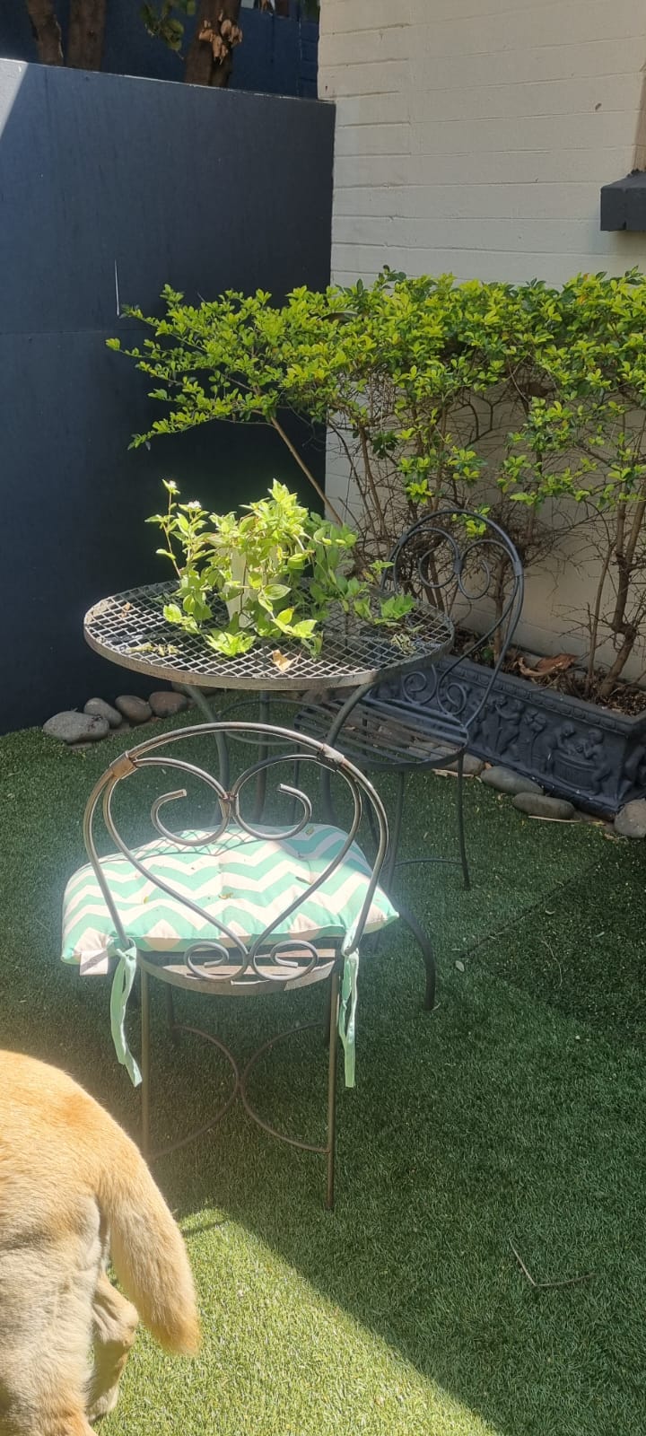 To Let 1 Bedroom Property for Rent in Brooklyn Gauteng