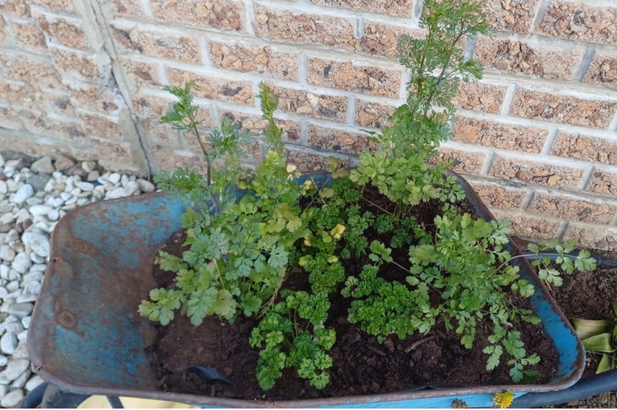 To Let 3 Bedroom Property for Rent in Honeydew Manor Gauteng